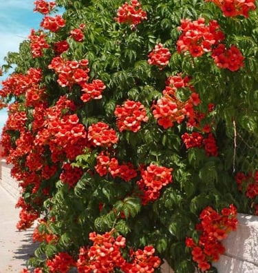 Summer Jazz™ Fire Trumpet Vine Campsis x tagliabuana 'Takarazuka Fresa' PP 23,917