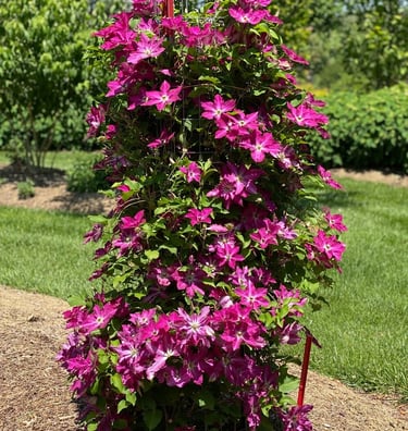 Viva Polonia Clematis