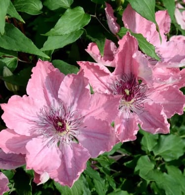 Clematis Boulevard® Sarah Elizabeth