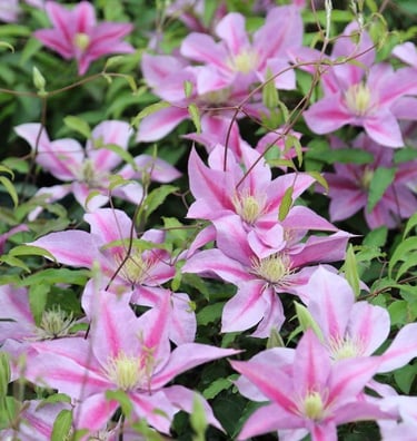 Boulevard® Volunteer™ Clematis Clematis 'Evipo080'