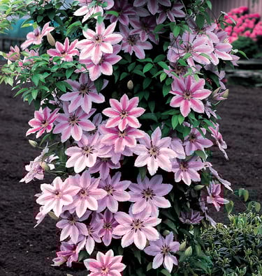 Nelly Moser Clematis Clematis 'Nelly Moser'