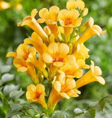 Summer Jazz™ Sunrise Gold Trumpet Vine Campsis x tagliabuana 'Takarazuka Yellow' PP 23,918