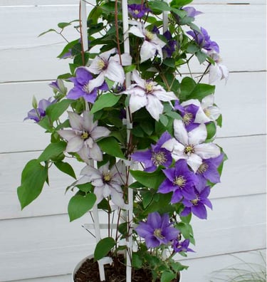 Clematis Paulie