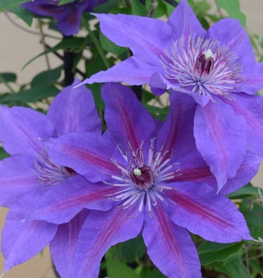 Clematis Boulevard® Edda