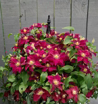Elpis™ Clematis Clematis 'EviGsy154'