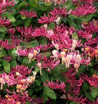 Lonicera periclymenum 'Inov 86' Peaches and Cream Honeysuckle Vine