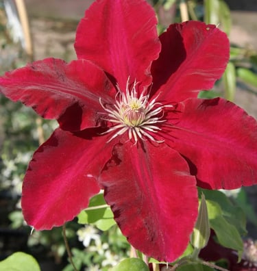 Rebecca™ Clematis Clematis 'Rebecca'