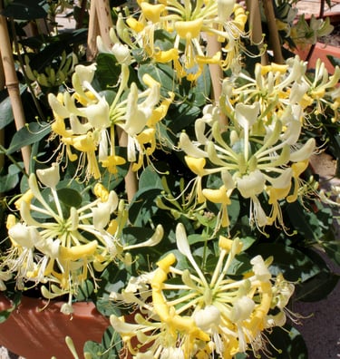 Scentsation Honeysuckle