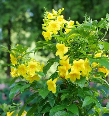 Chicklet® Gold Trumpet Bush Tecoma 'Chicklet Gold'