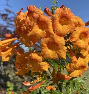 Chicklet® Orange Trumpet Bush Tecoma 'Chicklet Orange'