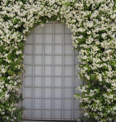 Confederate Jasmine