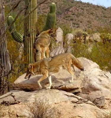 Coyotes atop desert boulders in Tucson's Sonoran Desert landscape