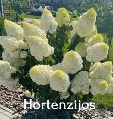 Hortenzijos