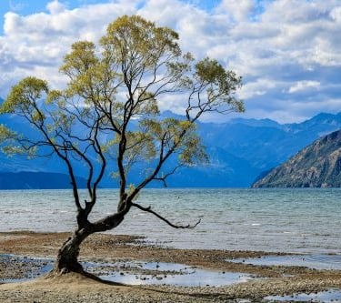 wanaka tree