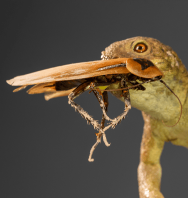 dudibamus kopf von vorn mit kakerlake im maul