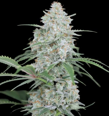 Amnesia Haze