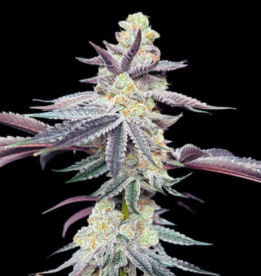 Blue Dream
