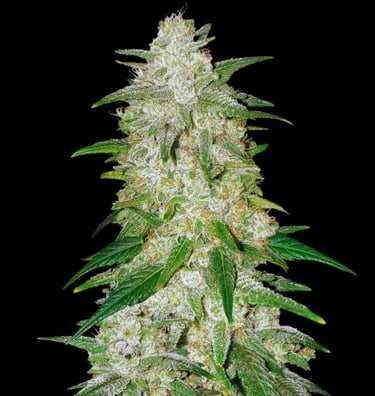 G13 Haze