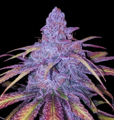 Hindu Kush