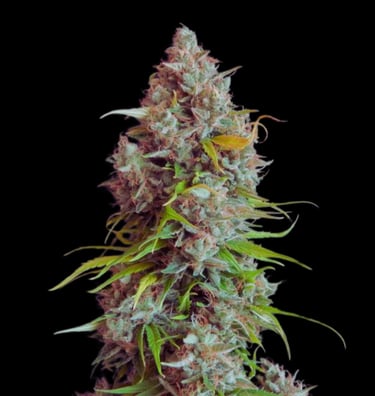 KHALIFA KUSH