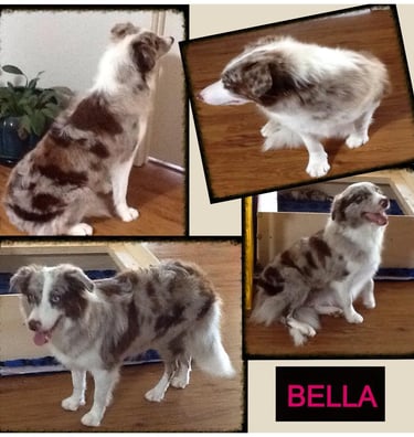 Pedigree Border Collie