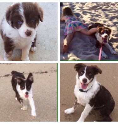 chocolate merle border collie 