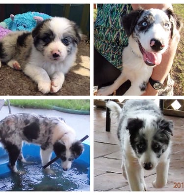 blue merle border collie 
