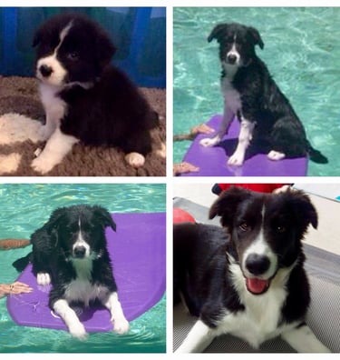 black and white border collie puppies 