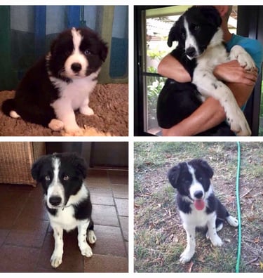 black and white border collie puppies 
