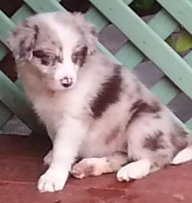 Puppies