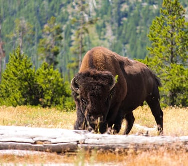Bison at Yellowstone National Park