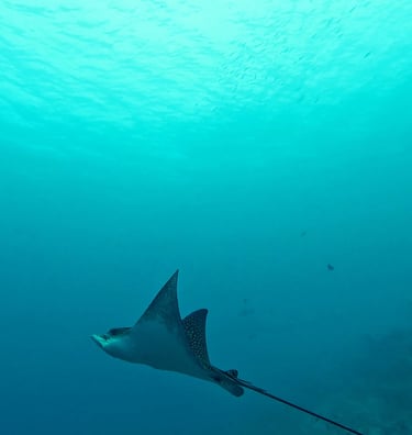 plongée sous marine maldives raie