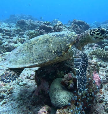 tortue snorkeling maldives guraidhoo
