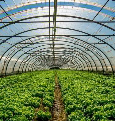 a large green plant growing inside a large green space
