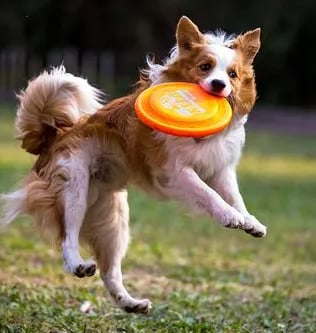 Dog Frisbee