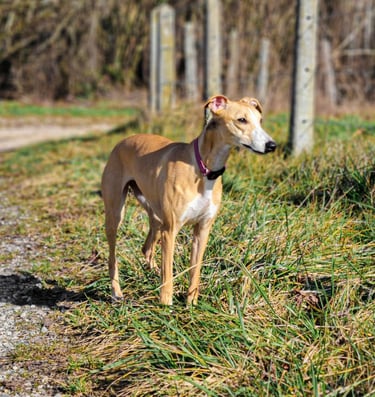 lévrier whippet à l'élevage Des Rives De Riss