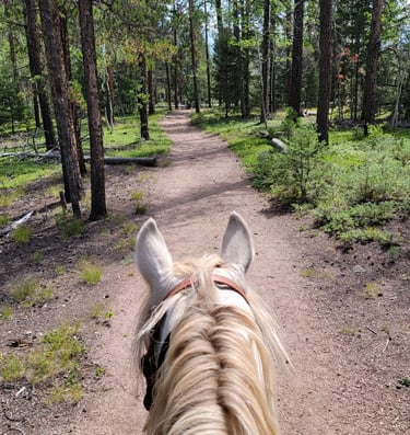 a horse is walking down a path in the woods