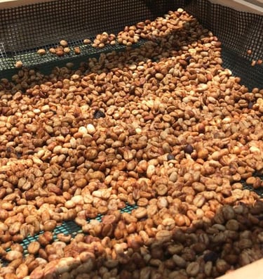 specialty arabica green bean