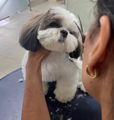Serviços de tosa personalizados para o seu peludinho