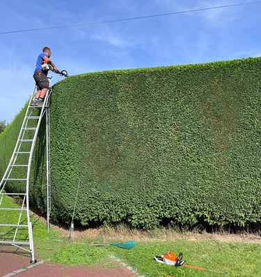Large conifer hedge being trimmed neatly by Sharp Hedges Tree & Garden Services in County Durham