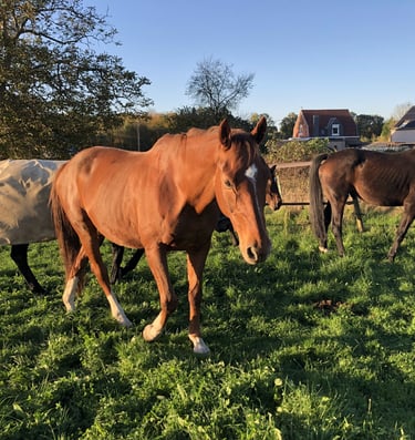 hippothérapie à namur prix