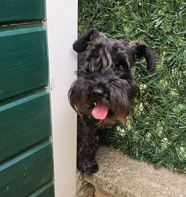 Trudi Schnauzer miniature