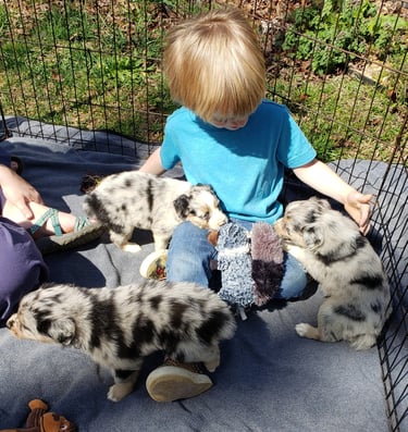 Boy with australian shepherd puppies