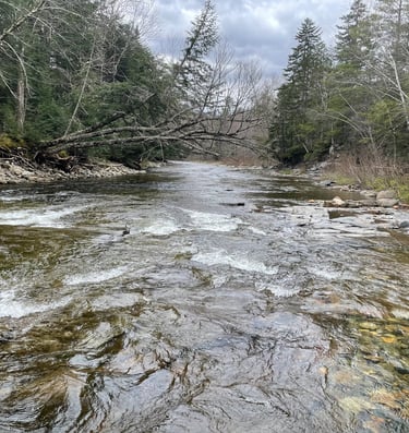 a stream running through a forest with trees and rocks