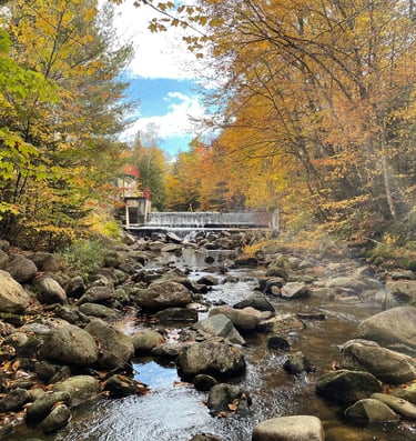 a bridge over a stream in the woods