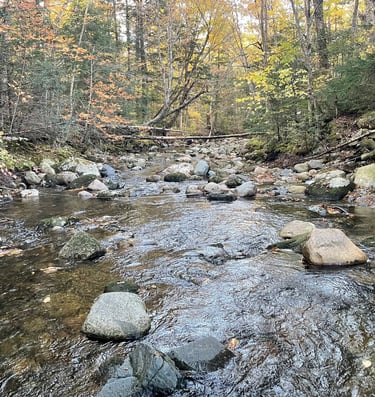 a stream running through a wooded area with rocks and trees