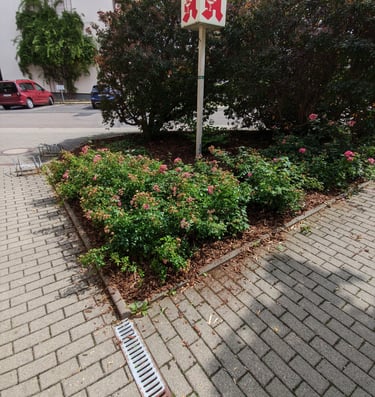 Grünpflege & Gartenarbeit