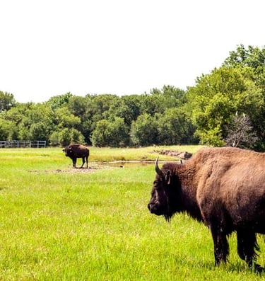 Lancaster Ranch - Beautiful Pastures