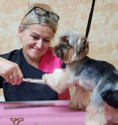 Šunų kirpykla kaune Doggy Divine- Kirpeja Ausra Paplauskiene