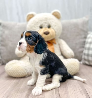 Cavalier King Charles Spaniel Puppies for Sale